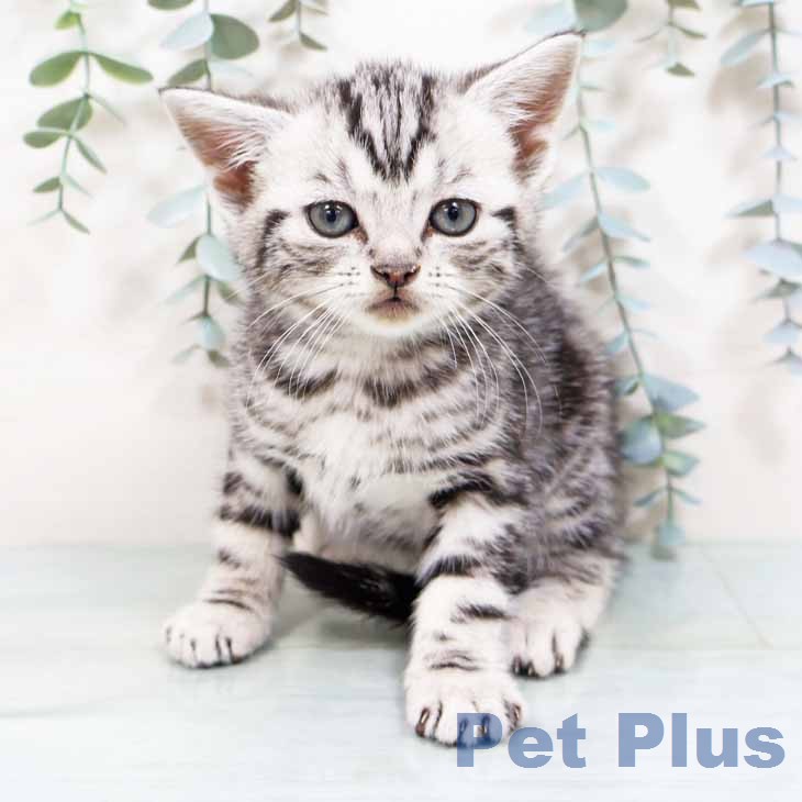 アメリカンショートヘア