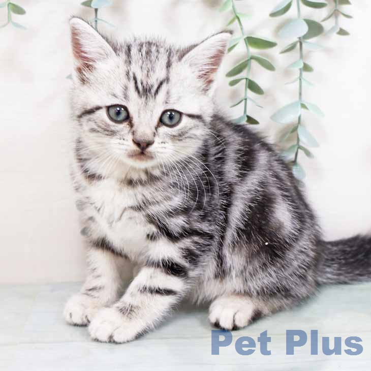 アメリカンショートヘアの写真2