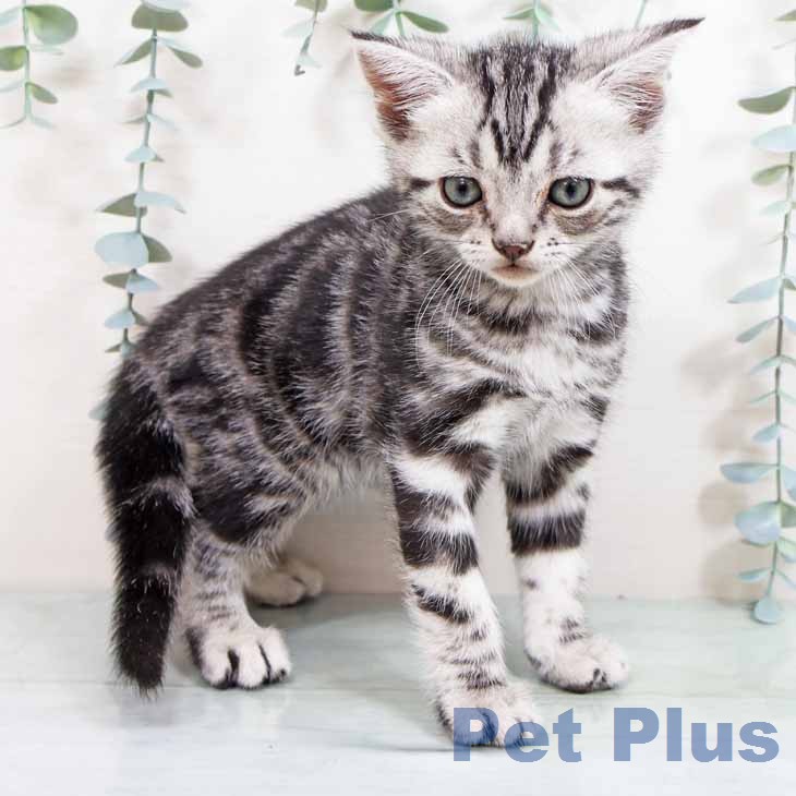 アメリカンショートヘア