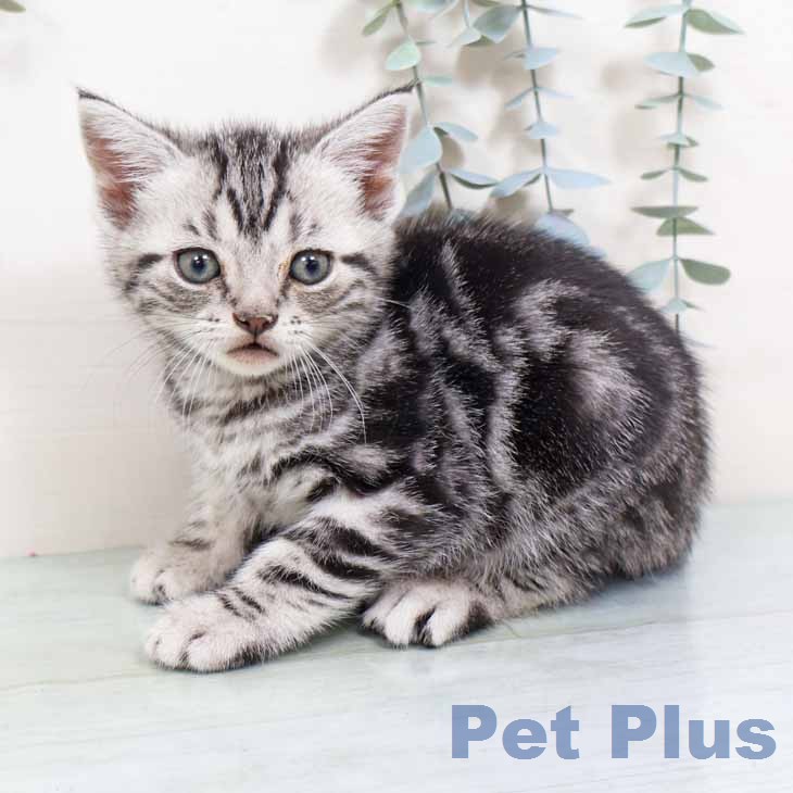 アメリカンショートヘアの写真2