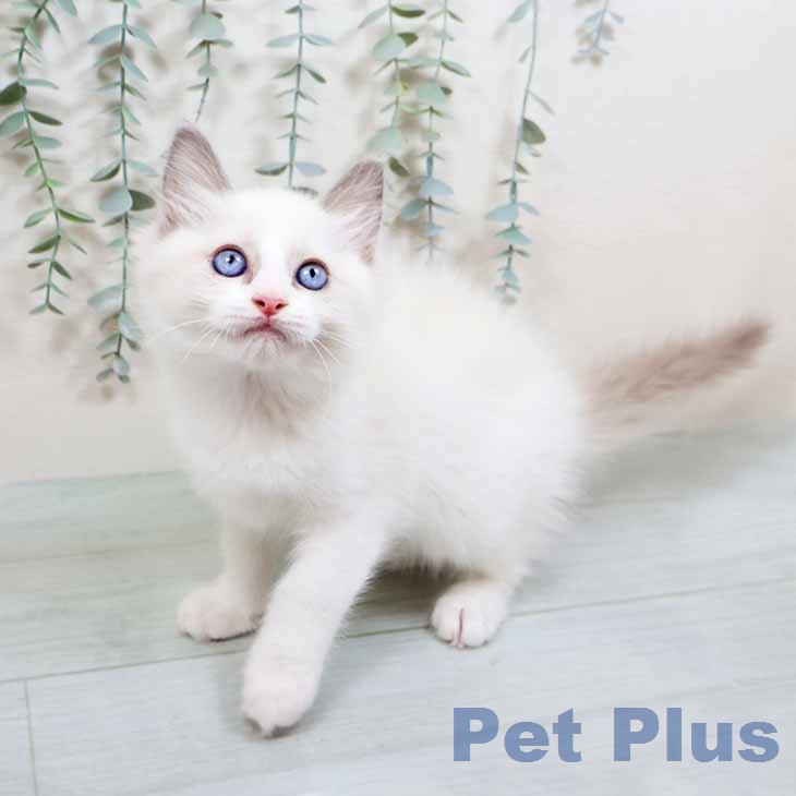 ラグドールの写真2