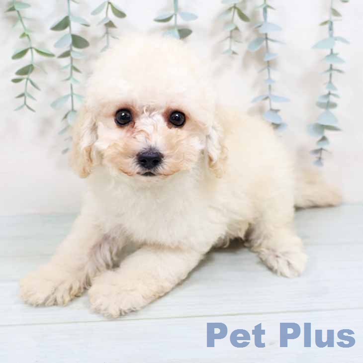 トイ・プードル