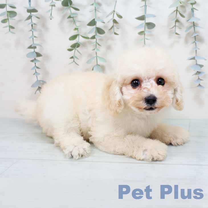 トイ・プードルの写真2