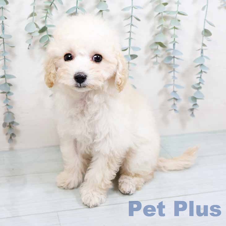 トイ・プードル