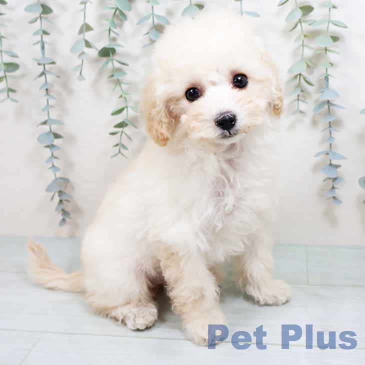 トイ・プードルの写真2