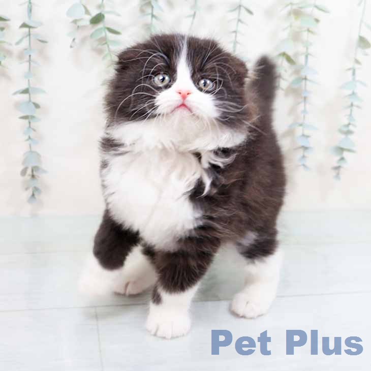 スコティッシュフォールド