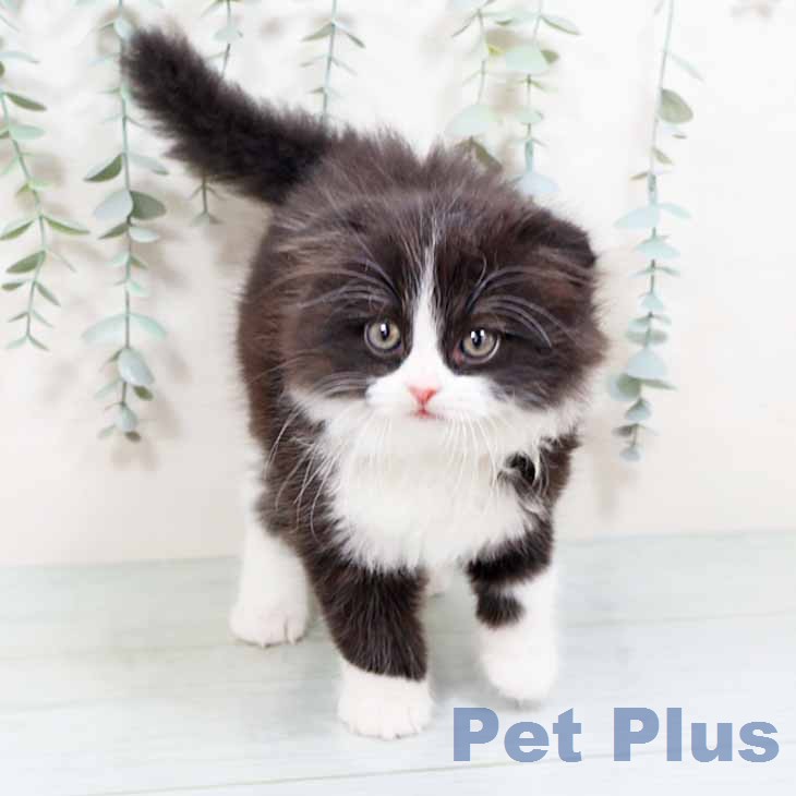 スコティッシュフォールドの写真2