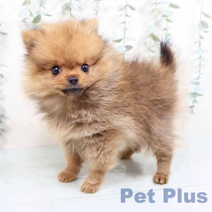 ポメラニアンの写真2