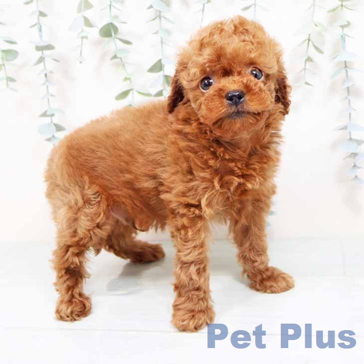 トイ・プードル