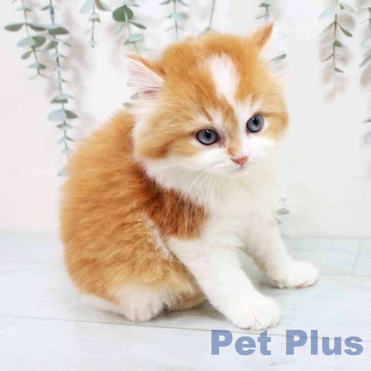 ラガマフィンの写真2