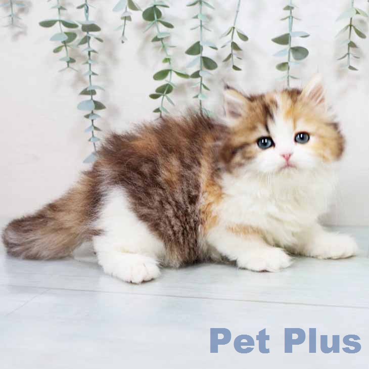 ラガマフィンの写真2