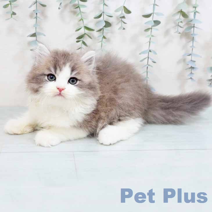 ブリティッシュロングヘアの写真2