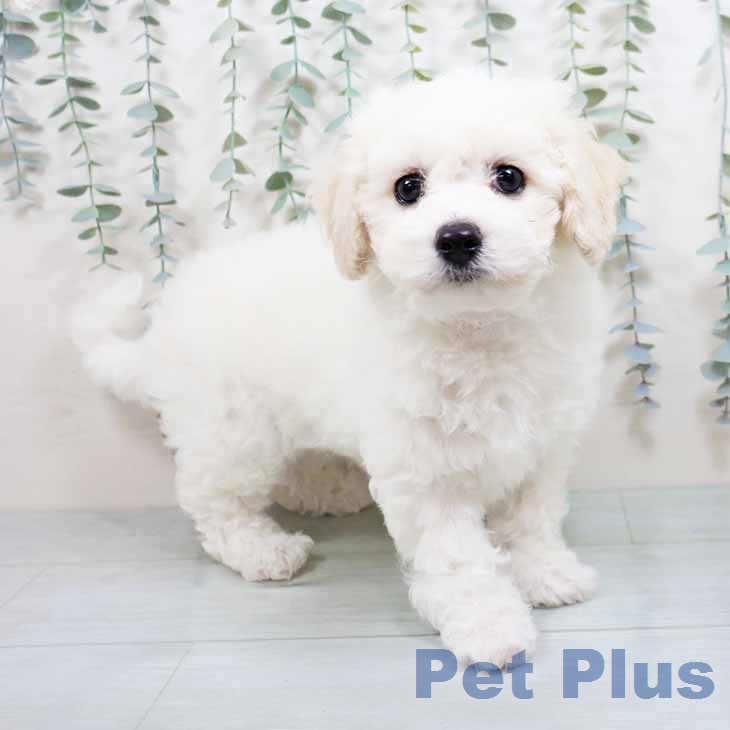 ビション・フリーゼ