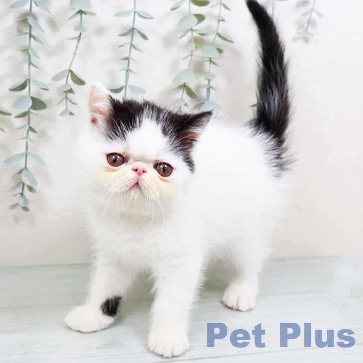 エキゾチックの写真2