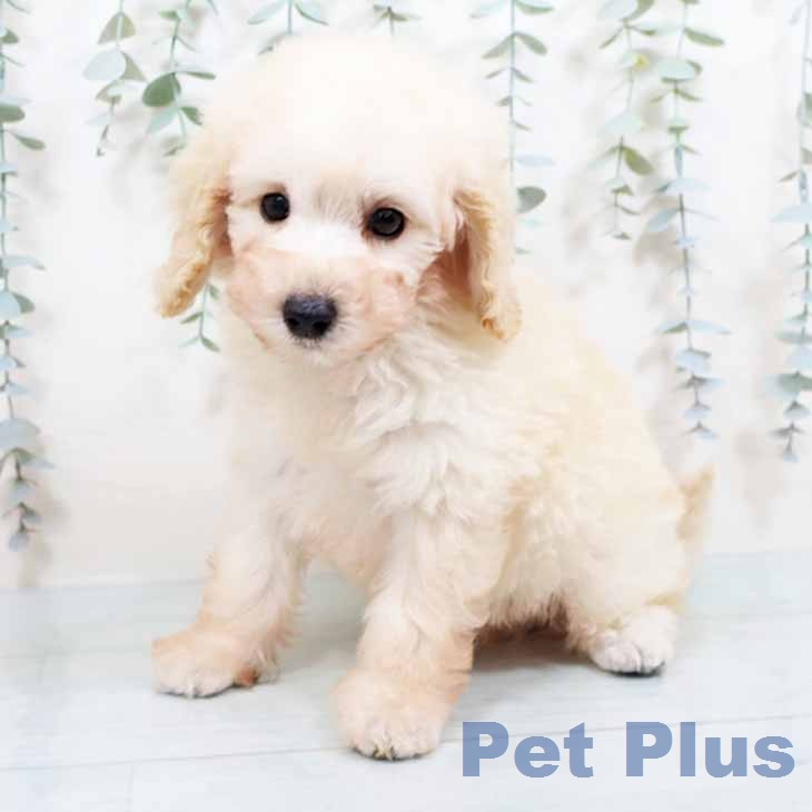 トイ・プードル