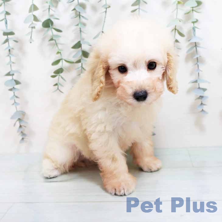 トイ・プードルの写真2