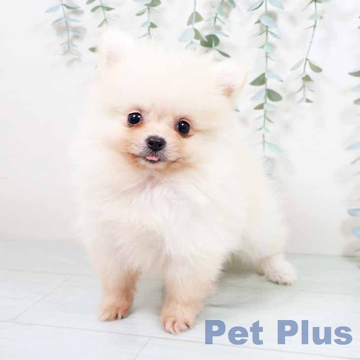 ポメラニアンの写真2