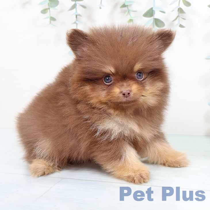 ポメラニアンの写真2