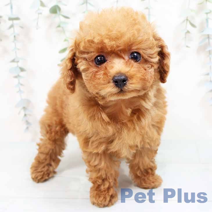 トイ・プードル