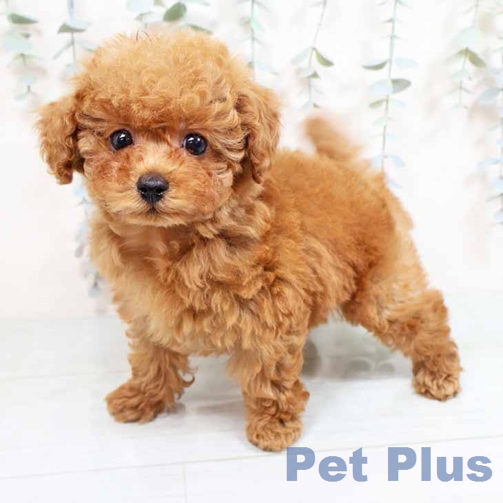 トイ・プードル