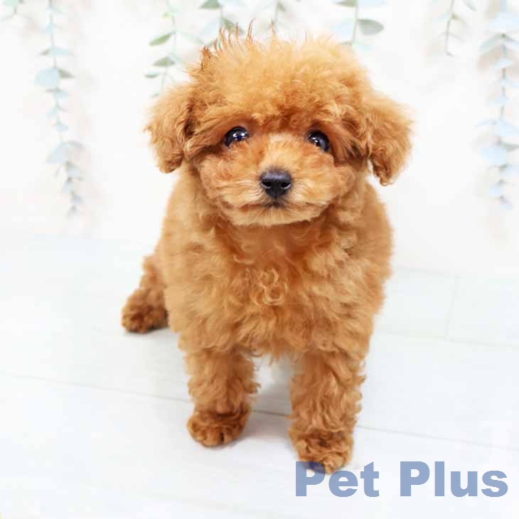 トイ・プードル