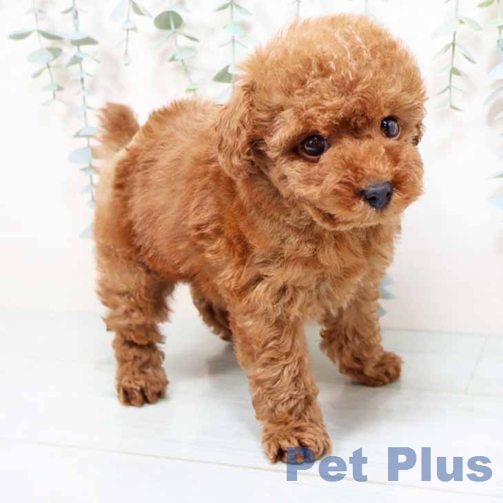 トイ・プードル