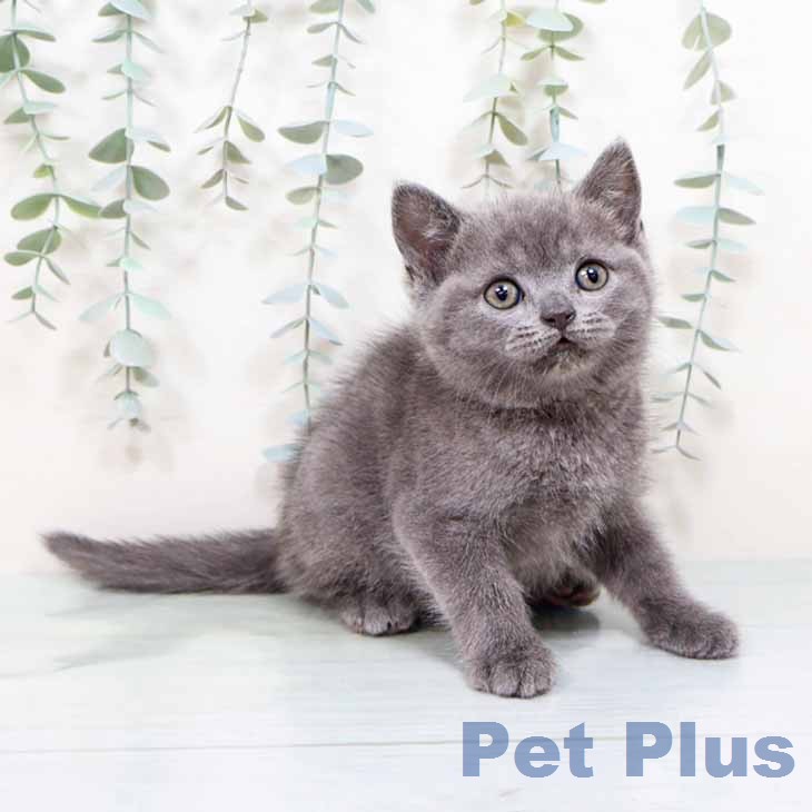 ブリティッシュショートヘア