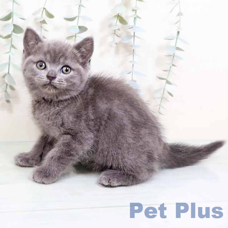 ブリティッシュショートヘアの写真2