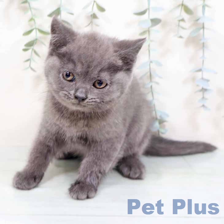 ブリティッシュショートヘア