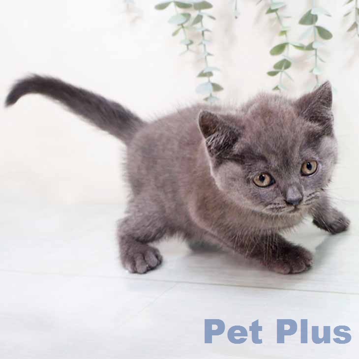 ブリティッシュショートヘアの写真2