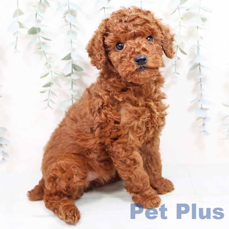 トイ・プードル