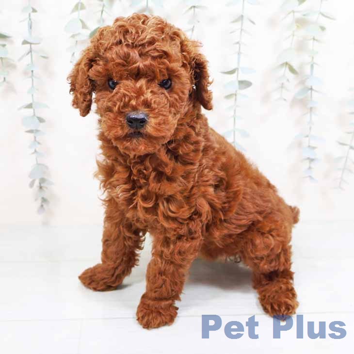 トイ・プードルの写真2