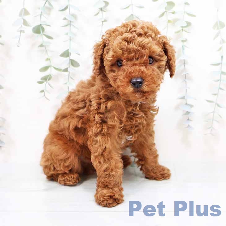 トイ・プードル