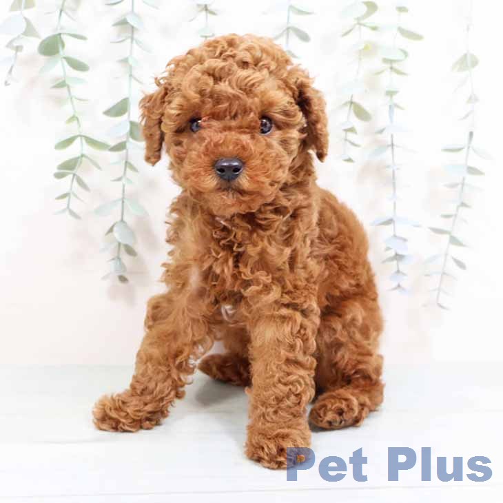 トイ・プードルの写真2