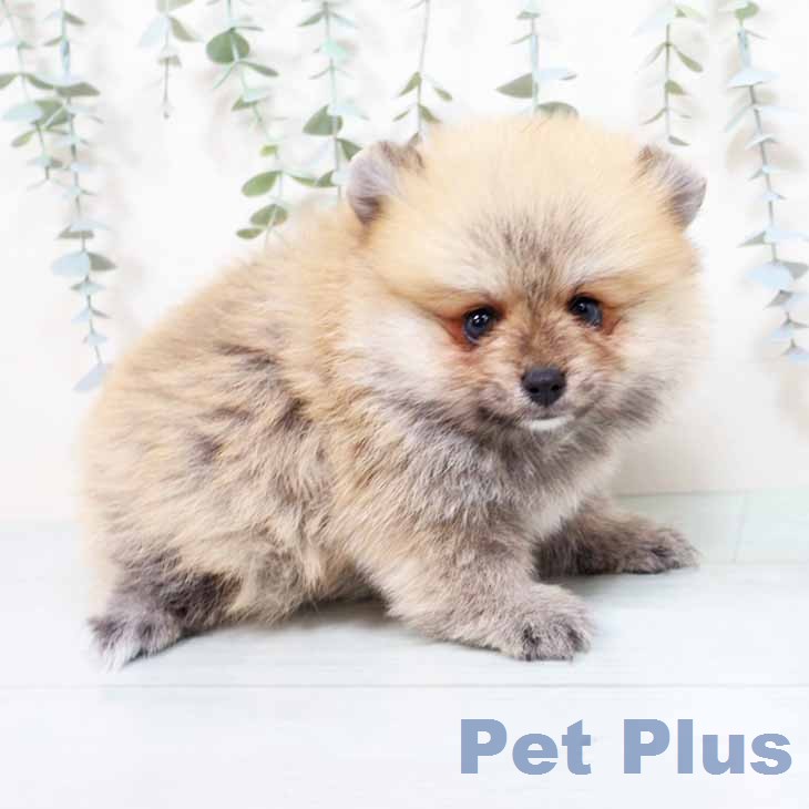 ポメラニアンの写真2