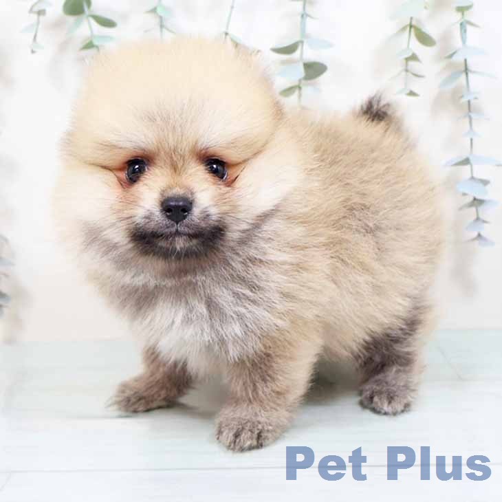 ポメラニアンの写真2