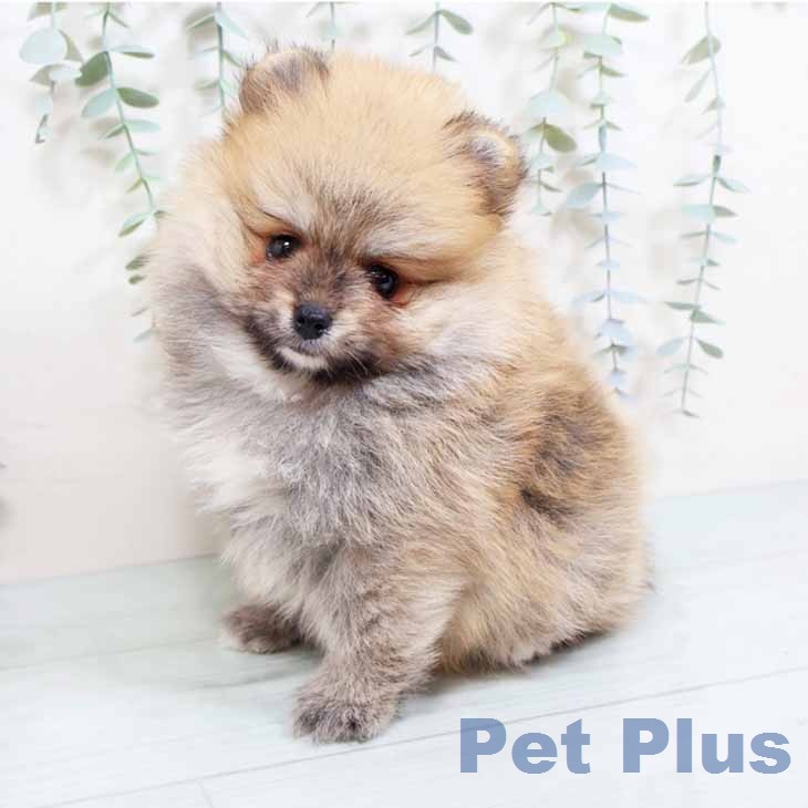 ポメラニアンの写真2
