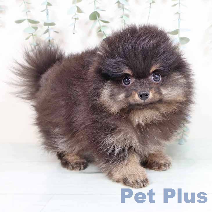 ポメラニアンの写真2