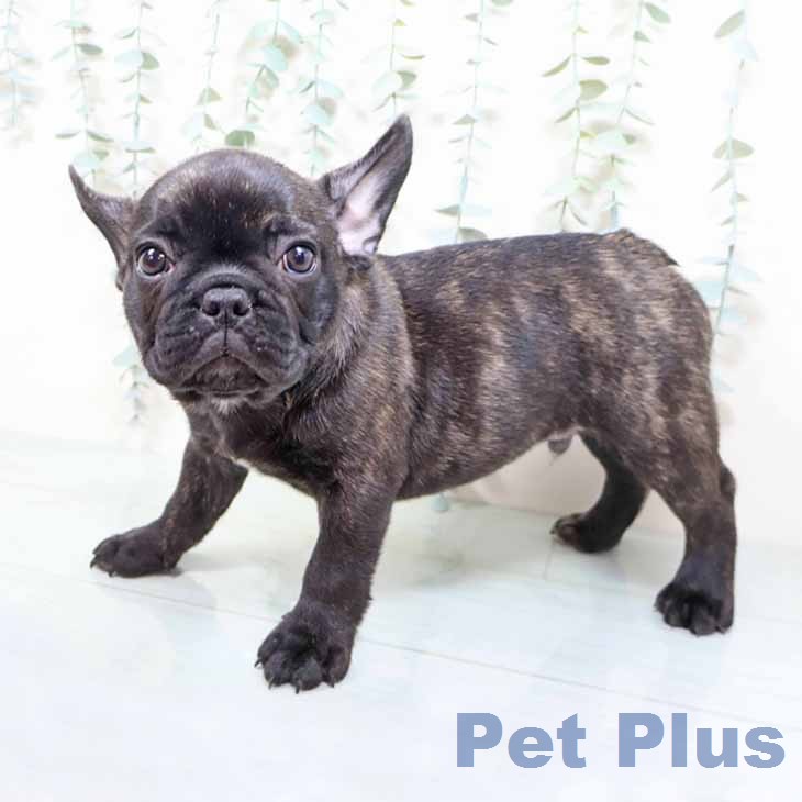 フレンチ・ブルドッグの写真2