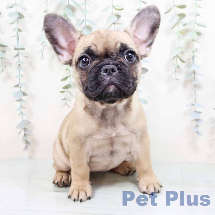 フレンチ・ブルドッグ