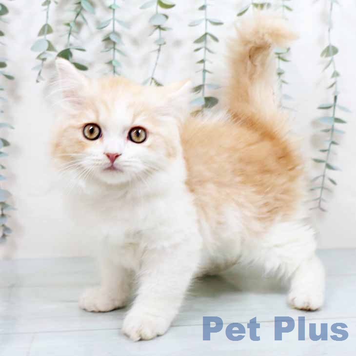 スコティッシュフォールド