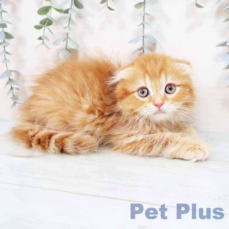 スコティッシュフォールド