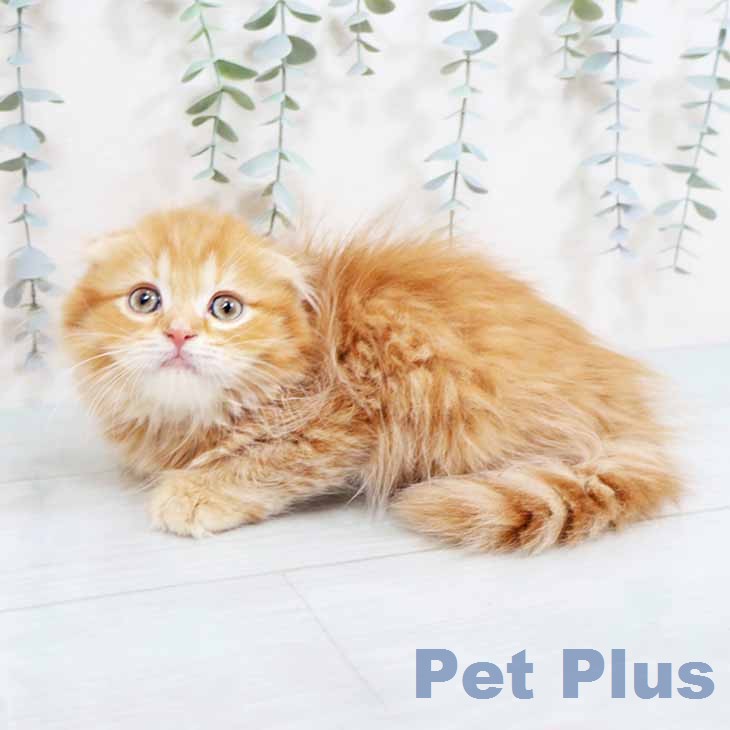 スコティッシュフォールド