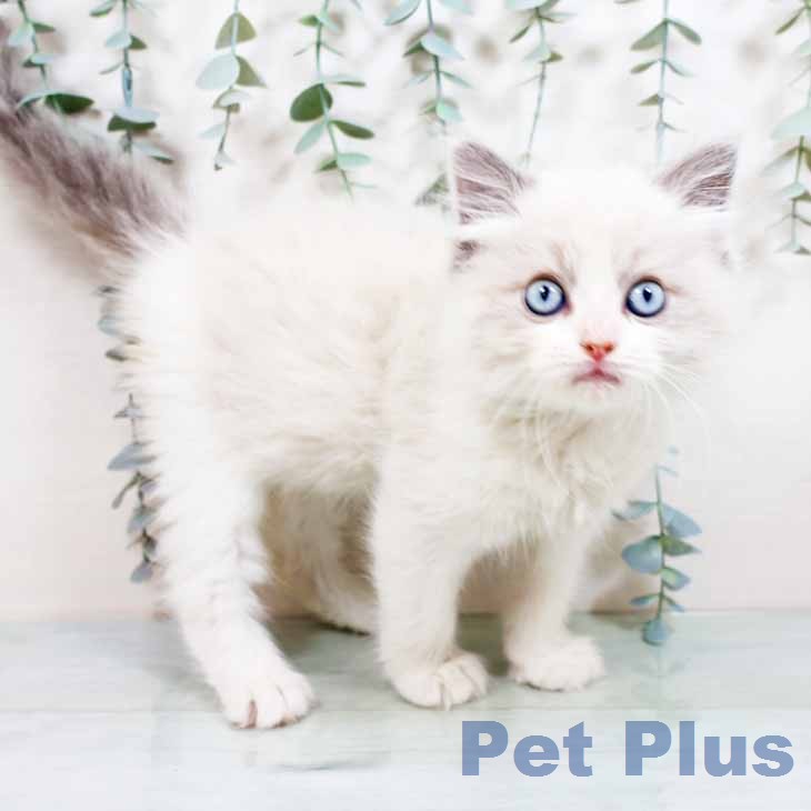 ラグドールの写真2