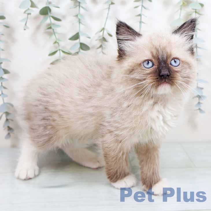 ラグドールの写真2