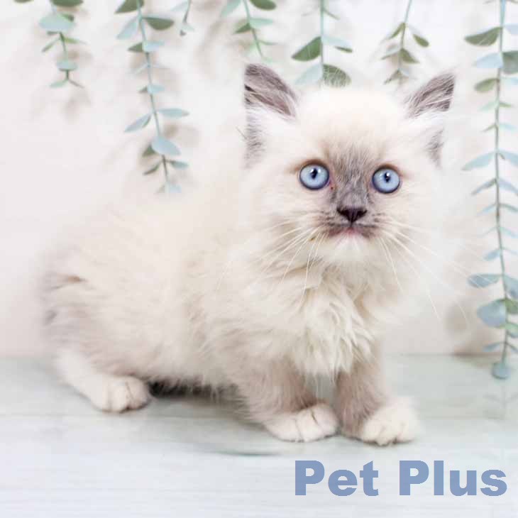 ラグドールの写真2