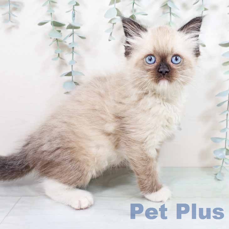 ラグドールの写真2