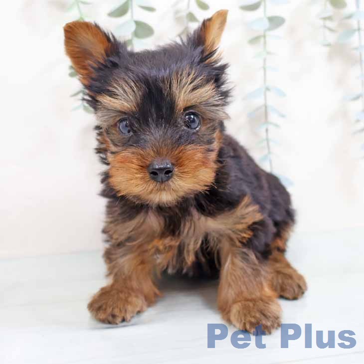 ヨークシャー・テリア