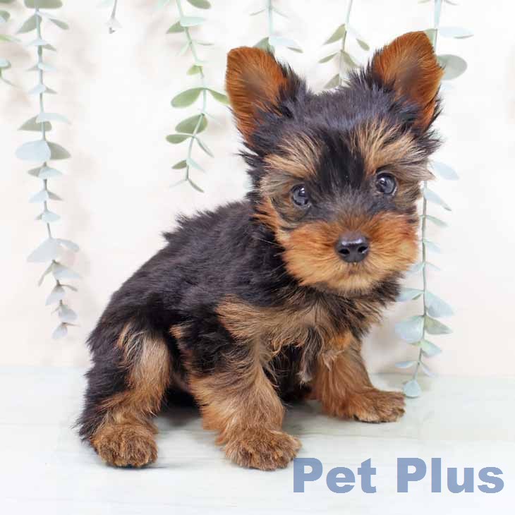 ヨークシャー・テリア