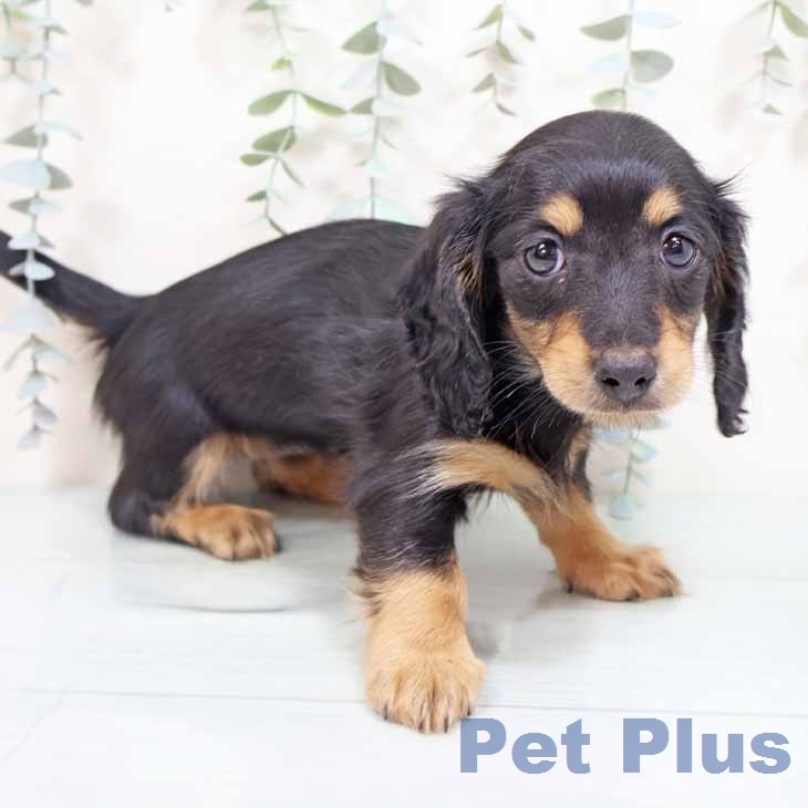 ミニチュア・ダックスフンド